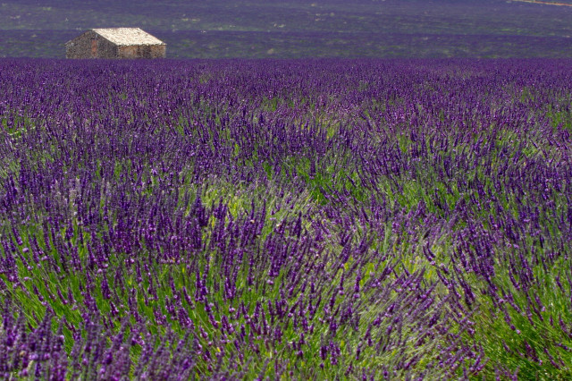 Les différentes phases de la floraison des lavandes