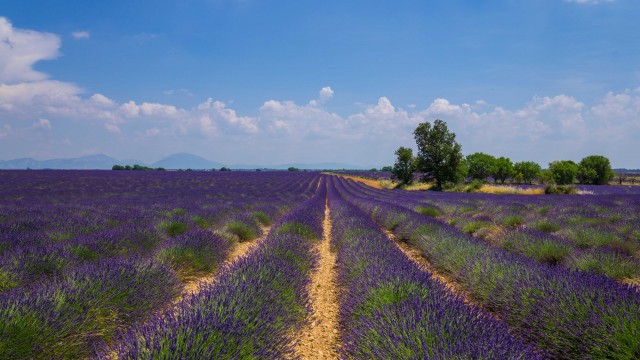 Le Plateau de Valensole