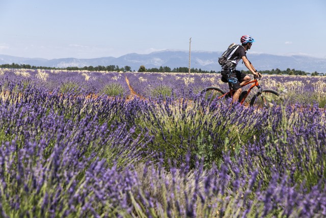 Die Hochebene von Valensole