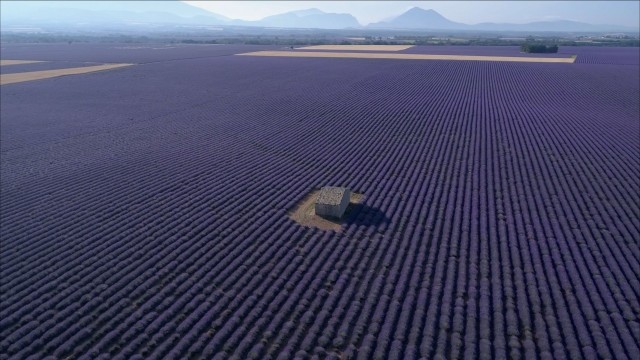 Champs de lavandes de Valensole