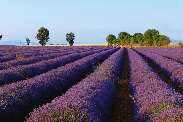 Die Hochebene von Valensole