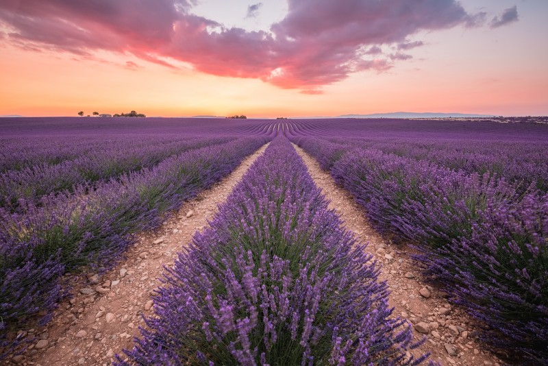 Valensole-Lavandes