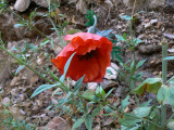 sentier botanique