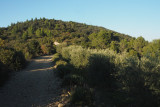 Sentier de découverte : les chemins de l'olivier_Corbières