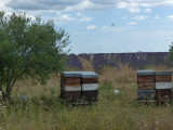 Ruches dans les lavandes du plateau de Valensole