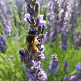 Abeille sur fleur de lavande