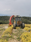 Récolte de l'immortelle