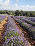 Lavande en fleur