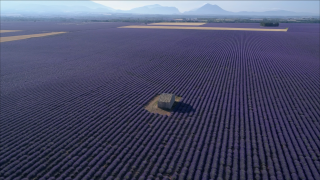 Plateau de Valensole