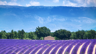 Champs de lavandin