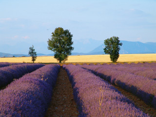 Plateau de Valensole