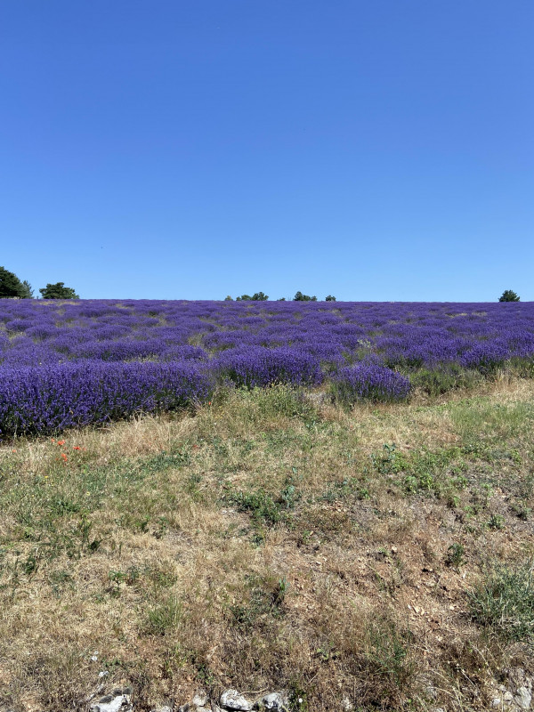 Champs de lavande