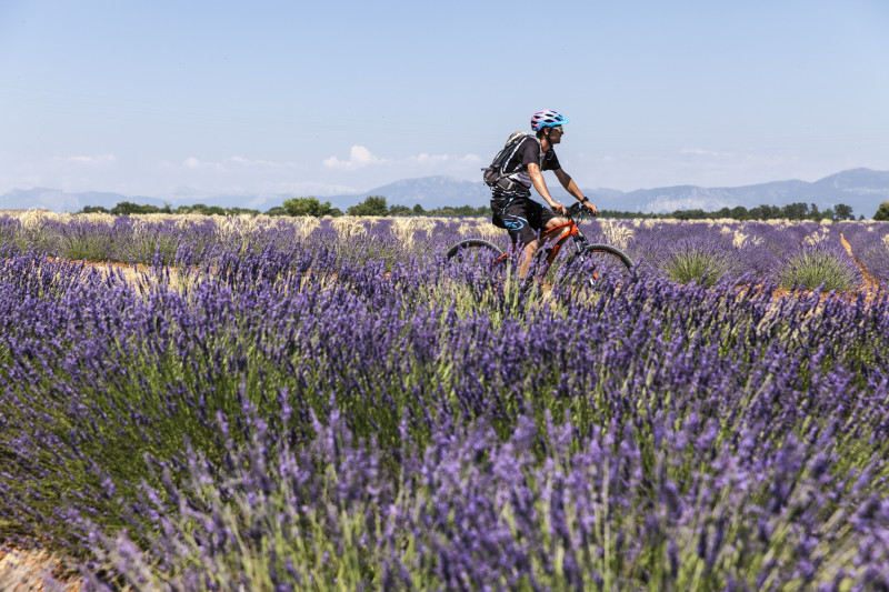 Circuit VTT 38 Plateau de Valensole