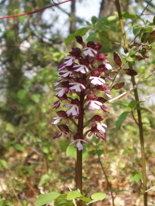 Orchis pourpre