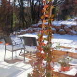 Jardin sous la neige (rare!)